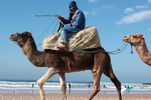 een man op een kameel op het strand bij Sunset Surfhouse Morocco in Tamraght Ouzdar