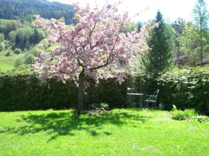 un arbre avec des fleurs roses dans un champ dans l'établissement Appartements Basti, à Forstau