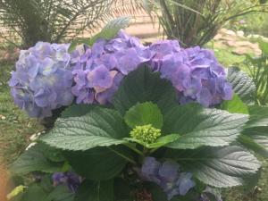 a bouquet of purple flowers in a garden at Pousada Chalés da Lua in Munhoz