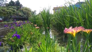 a garden with tall grass and purple flowers at Beauty Spring N Harvest Guest House in Puli