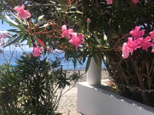 a white vase with pink flowers on the beach at Hotel Ericusa in Alicudi