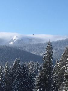 Galeriebild der Unterkunft Chalet Breitnauschön in Breitnau