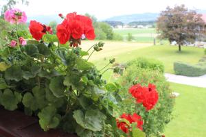 Zahrada ubytování Pension Unterburg