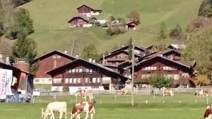 Životinje u apartmanu ili u blizini