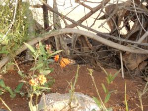 Fotografie z fotogalerie ubytování Finca Florida v destinaci San Miguel de Abona