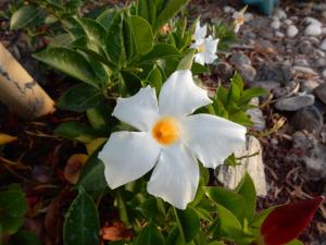 Fotografie z fotogalerie ubytování Finca Florida v destinaci San Miguel de Abona