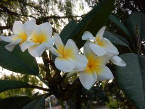 Fotografie z fotogalerie ubytování Finca Florida v destinaci San Miguel de Abona