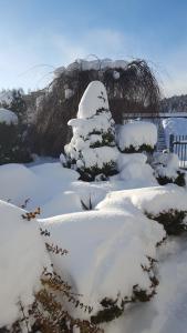 krzak pokryty śniegiem obok płotu w obiekcie Willa Karo w Muszynie