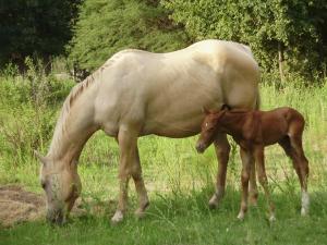 een groot paard en een babypaard in een veld bij Atahualpa mi Posada in Mina Clavero