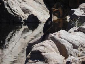 un pájaro sentado en algunas rocas cerca del agua en Atahualpa mi Posada en Mina Clavero