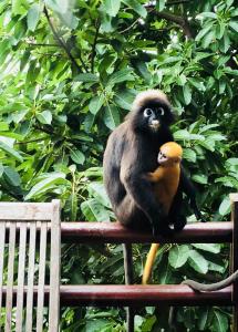 una scimmia e una scimmietta seduta su un parapetto di Sari Village Jungle Retreat a Pantai Cenang