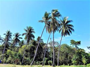 a group of palm trees against a blue sky at Lanta Mother House in Ko Lanta