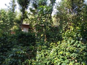 Gallery image of StaySimple Spicefarm in Somvārpet