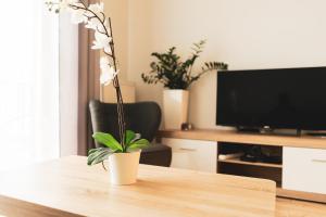 une plante assise sur une table dans un salon dans l'établissement Przy Mocaku II, à Cracovie