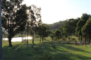 a group of animals grazing in a field with trees at Hill Top Country Guest House in Lovedale