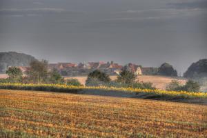 un campo con flores amarillas en el medio. en Landhotel Jagdschloss, en Windelsbach