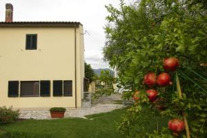 un manzano frente a una casa en Il giardino di Otto, en Cascina