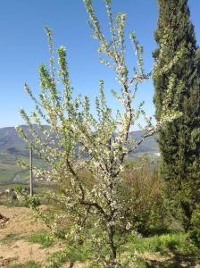 a tree with white flowers on it in a field at Agriturismo Prato Barone in Rufina