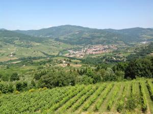 vistas a un viñedo desde una colina en Agriturismo Prato Barone, en Rufina