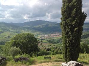 een boom op een heuvel met een bank in een vallei bij Agriturismo Prato Barone in Rufina