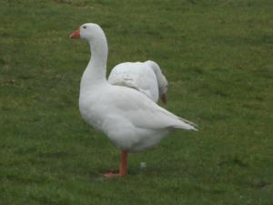 two white ducks are standing in the grass at Berry Barns in Shebbear