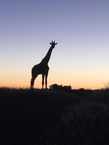 eine Giraffe, die bei Sonnenuntergang auf einem Feld steht in der Unterkunft Windhoek Rural Self Catering in Voigtland