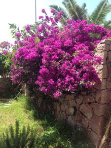 a bunch of purple flowers on a stone wall at Stella Marina in Valledoria