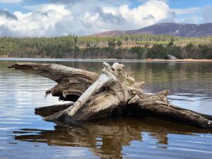 a tree stump in the water in a lake at Ventoux in Aviemore