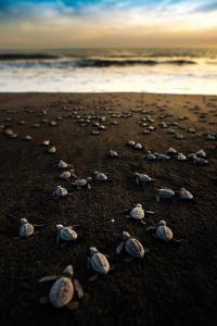 a group of turtles walking on a beach at Cocorí Lodge Paredón in El Paredón Buena Vista