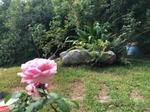 a pink rose sitting in the grass next to a rock at 樹之間民宿 樟間 櫸間 in Dongshi
