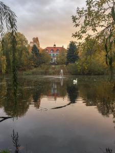 a swan swimming in a lake in front of a house at Bio- und Gesundheitshotel Gutshaus Stellshagen in Stellshagen