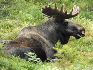 EkshäradにあるCafè Bistro Moccacinoのギャラリーの写真