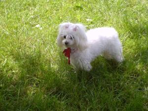 un piccolo cane bianco in piedi sull'erba di Apartments Jug a Lopar