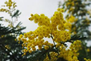 a bunch of yellow flowers on a tree at Vieille Ville 2 - La Petite Maison à Safranier, 2 bedrooms, max 4 adults and 2 kids in Antibes