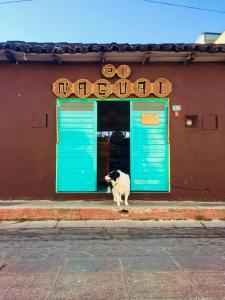 a dog standing in front of a building with blue doors at Hostel El Nagual in San Cristóbal de Las Casas