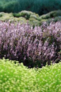a plant with purple flowers next to green bushes at La Foresteria Planeta Wine Resort & Beach Club in Menfi