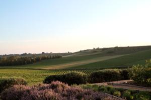 a view of a green field with trees and bushes at La Foresteria Planeta Wine Resort & Beach Club in Menfi