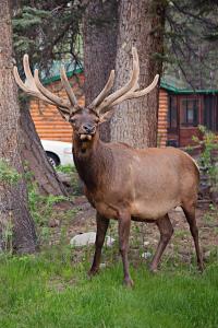 a deer with large antlers standing in the grass at Idlewilde by the River in Estes Park