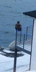 Fotografie z fotogalerie ubytování Eagle View v destinaci Nuuk + 19 fotografií