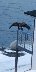 Fotografie z fotogalerie ubytování Eagle View v destinaci Nuuk