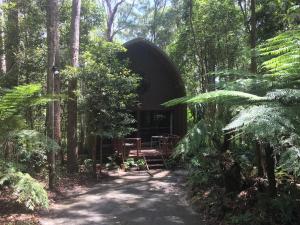 
a forest filled with lots of trees and bushes at Springbrook Mountain Chalets in Springbrook
