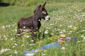 Afbeelding uit fotogalerij van Clos de l'Arthonnet in Flavignac +20 foto's