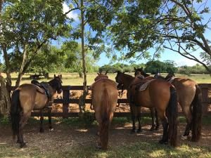 Gallery image of Sea Horse Ranch in Sosúa