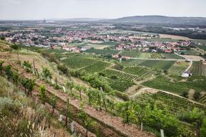 Blick auf einen Weinberg von einem Hügel aus in der Unterkunft Schmankerl und Gast in Rohrendorf bei Krems