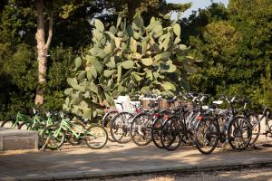 a row of bikes parked next to a tree at Masseria Mongiò dell'Elefante in Otranto