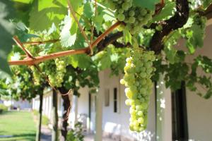 a bunch of green grapes hanging from a tree at Hotel Plaza Malloa in Malloa
