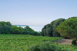 a field of vines with the ocean in the background at Masseria Mongiò dell'Elefante in Otranto