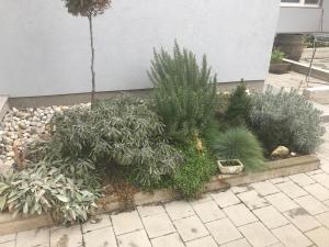 Vonkajšia záhrada v ubytovaní Studio apartman Valentina