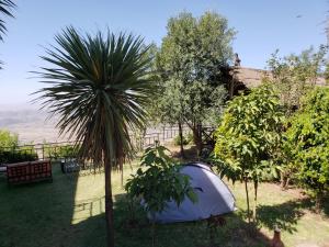 Top Twelve Hotel - Lalibela في لاليبيلا: خيمة بيضاء في حديقة فيها نخلة