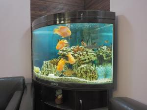 een aquarium met vis in een kamer bij Parus Park-hotel in Moskou
